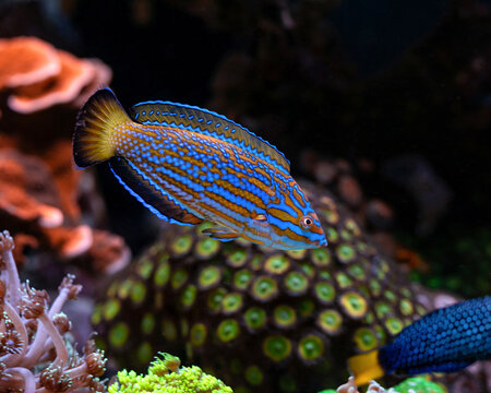 Lennardi wrasse (Anampses lennardi) in aquarium
