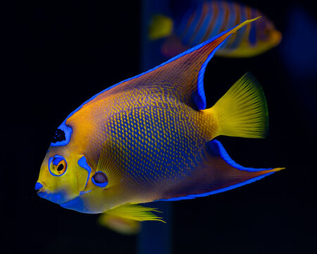 queen angelfish (Holacanthus ciliaris) close up