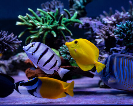 yellow tang (Zebrasoma flavescens) and Convict Tang Acanthurus triostegus,