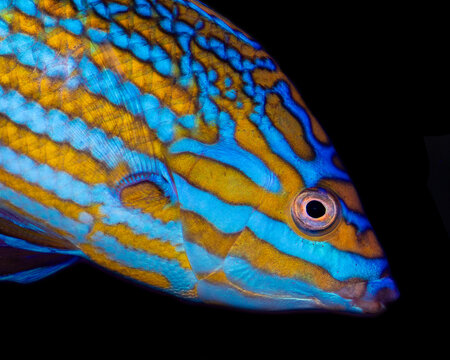Lennardi wrasse (Anampses lennardi) close up