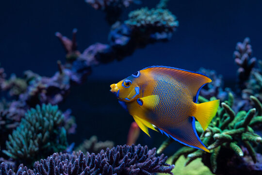 queen angelfish (Holacanthus ciliaris) and coral 