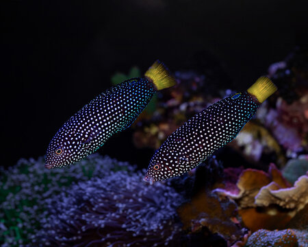 Yellow Tail Tamarin Wrasse, Anampses meleagrides