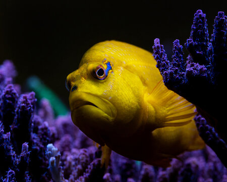 Yellow or golden hawkfish, Cirrhitichthys aureus