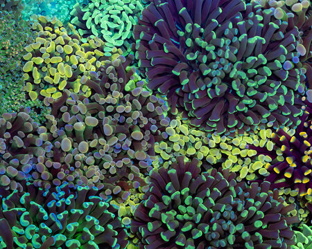 Various Hammer corals, LPS, Euphyllia ancora