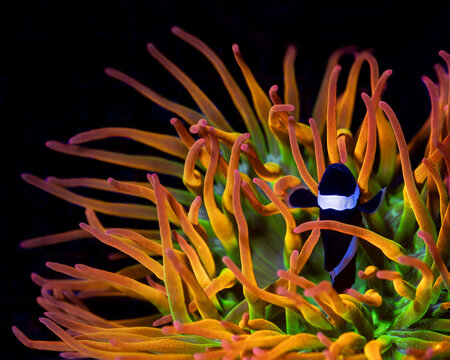 ocellaris clownfish (Amphiprion ocellaris) in anemone