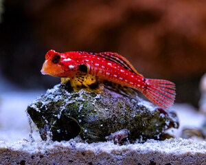 Flame Scooter Blenny Synchiropus sycorax on a conch