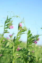 purple flower of the sky