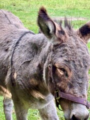 Naklejka premium A shaggy grey donkey walks across a grassy field, wearing a halter. Its expressive ears and calm demeanor reflect a peaceful rural setting under natural daylight.