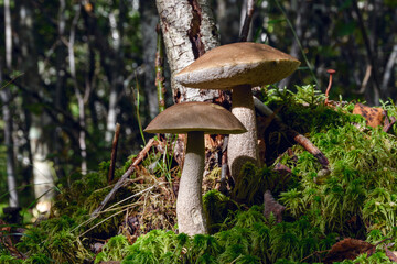 Two edible birch bolete mushrooms (Leccinum scabrum) stand on a mossy mound in a sunlit birch grove. The morning light highlights the brown caps and lush green moss of the autumnal forest.