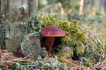 A red-brown velvety bolete mushroom grows on a lichen-covered tree stump. Surrounded by green moss and pine needles on the forest floor, it highlights the unique colors and details of wild nature.