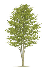 Obraz premium A lush, green tree stands tall, with vibrant leaves, celebrating nature's beauty, transparent background