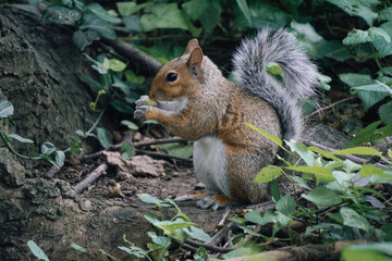 Squirrel holding a nut in a forest park