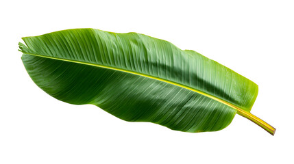 Fototapeta premium Green banana palm tropical leaf isolated on transparent background