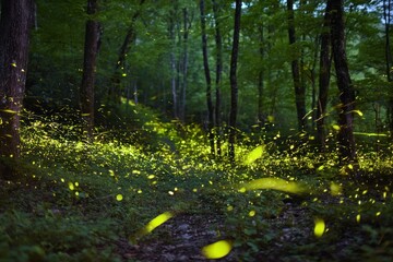 Fototapeta premium Firefly swarm in a lush forest