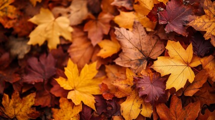 Vibrant Autumn Leaves in Vivid Orange, Red, and Yellow Hues