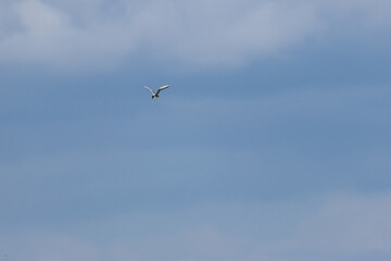 Common Tern (Sterna hirundo) in flight over Bull Island, Dublin – often found along coastal...
