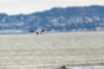 Common Tern (Sterna hirundo) in flight over Bull Island, Dublin – often found along coastal...