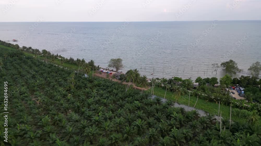 Poster a large field of banana trees is next to a body of water. the trees are green and are spread out acr