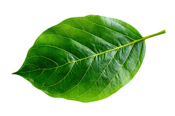 Obraz premium Lush green leaf resting on a transparent background for design use
