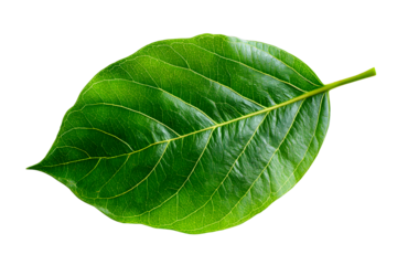 Lush green leaf resting on a transparent background for design use
