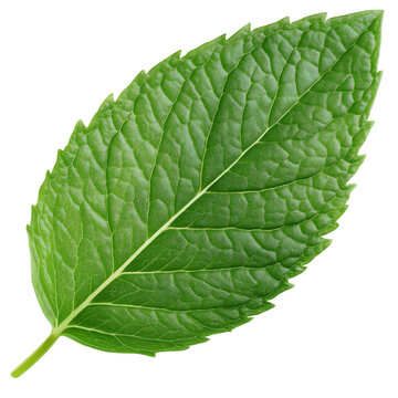 Fresh green mint leaf isolated on transparent background