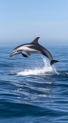 Fototapeta premium Smart dolphin breaching water in ocean horizon high resolution picture