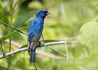 Vibrant indigo bird perched on a branch