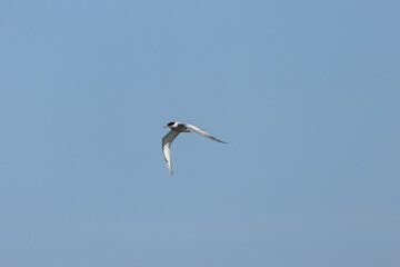 Common Tern (Sterna hirundo) in flight over Bull Island, Dublin – often found along coastal...