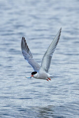 Common Tern (Sterna hirundo) in flight over Bull Island, Dublin – often found along coastal regions