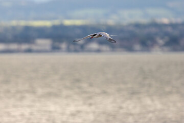 Common Tern (Sterna hirundo) in flight over Bull Island, Dublin – often found along coastal...
