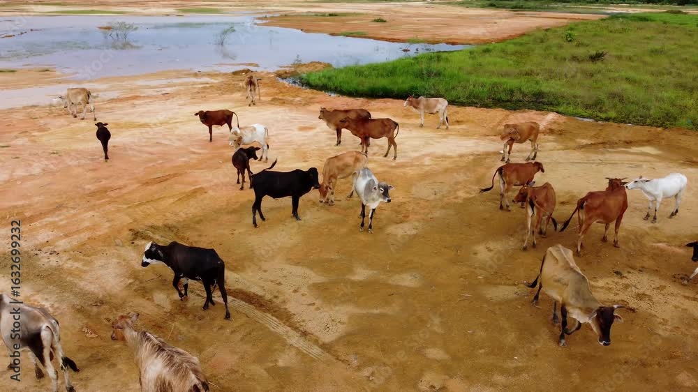 Poster a herd of cows are standing in a field. some are brown and some are white. there are also birds in t