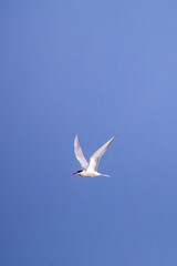 Common Tern (Sterna hirundo) in flight over Bull Island, Dublin – often found along coastal regions
