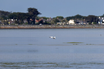 Common Tern (Sterna hirundo) in flight over Bull Island, Dublin &ndash; often found along coastal regions