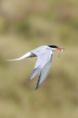 Common Tern (Sterna hirundo) in flight over Bull Island, Dublin – often found along coastal regions