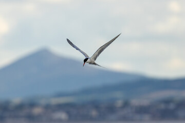 Common Tern (Sterna hirundo) in flight over Bull Island, Dublin – often found along coastal regions