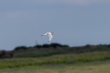 Common Tern (Sterna hirundo) in flight over Bull Island, Dublin – often found along coastal regions