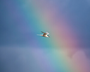 Common Tern (Sterna hirundo) in flight over Bull Island, Dublin – often found along coastal regions
