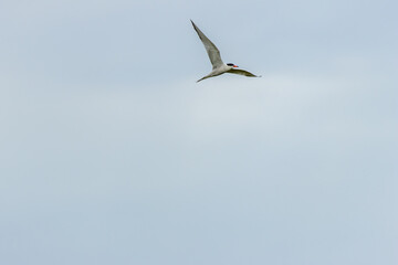 Common Tern (Sterna hirundo) in flight over Bull Island, Dublin – often found along coastal regions