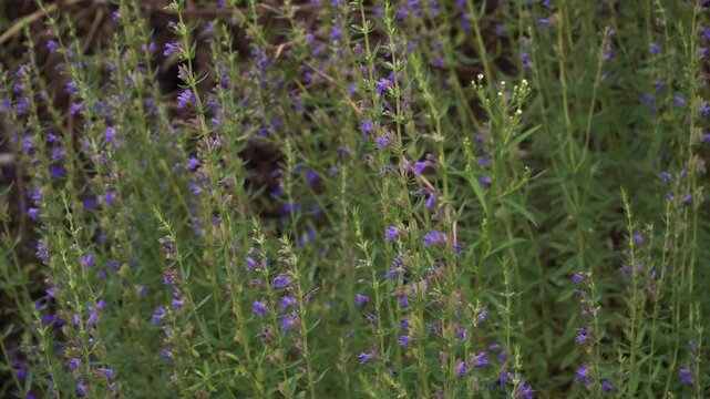A delicate Green-veined White butterfly rests among purple blooms. This Pieris napi is seen on the flower spikes of the aromatic medicinal herb, Hyssop. 🦋