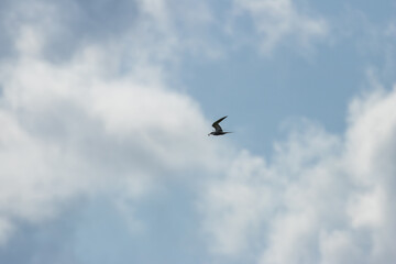 Common Tern (Sterna hirundo) in flight over Bull Island, Dublin – often found along coastal regions