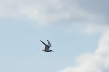 Common Tern (Sterna hirundo) in flight over Bull Island, Dublin – often found along coastal regions