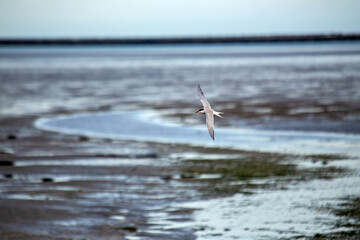 Common Tern (Sterna hirundo) in flight over Bull Island, Dublin – often found along coastal regions
