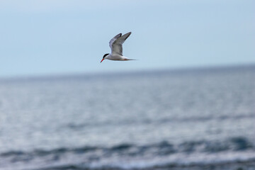 Common Tern (Sterna hirundo) in flight over Bull Island, Dublin – often found along coastal regions