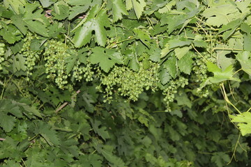 Green grapes growing on a vine with leaves.