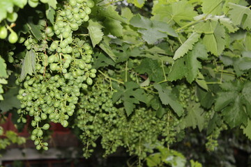 Green grapes growing on a vine with leaves.