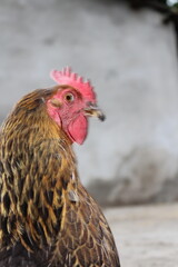 Close-up of a Chicken's Head Detailed Features and Textures