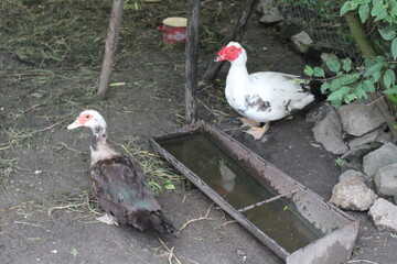 Vibrant Purple Monkshood Flowers Blooming in Garden