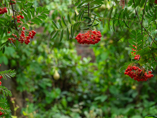 Rowan tree with red berries