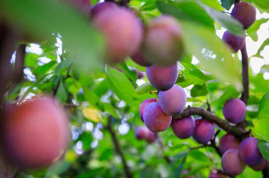 Red plums ripening on a tree in the garden.