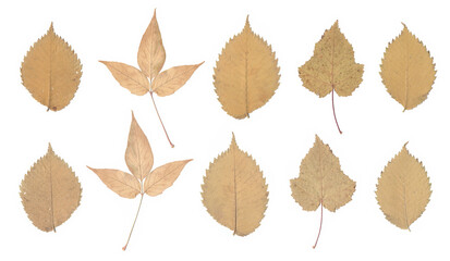 Set of scanned autumn herbarium leaves, front and back sides, isolated on white background